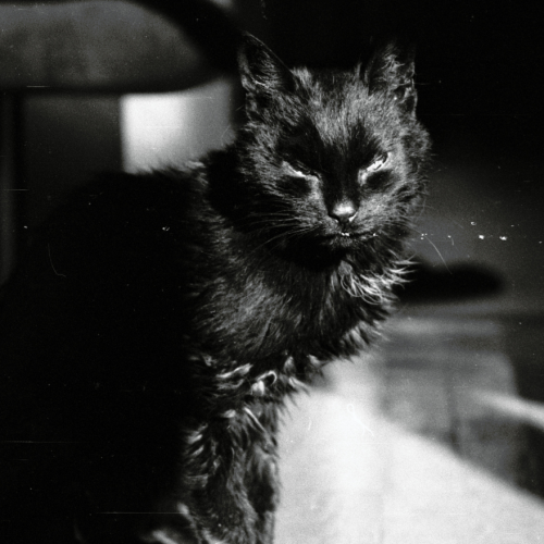 Kot – zwykłe zwierzę, przyjaciel, a może anioł stróż?