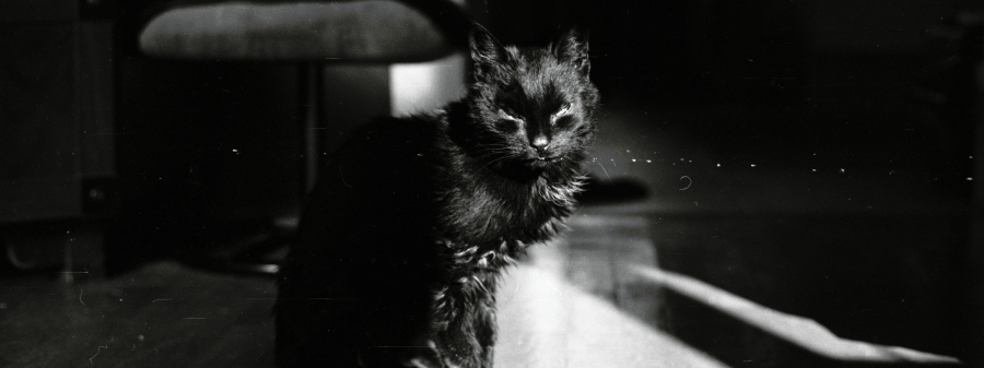 Kot – zwykłe zwierzę, przyjaciel, a może anioł stróż?